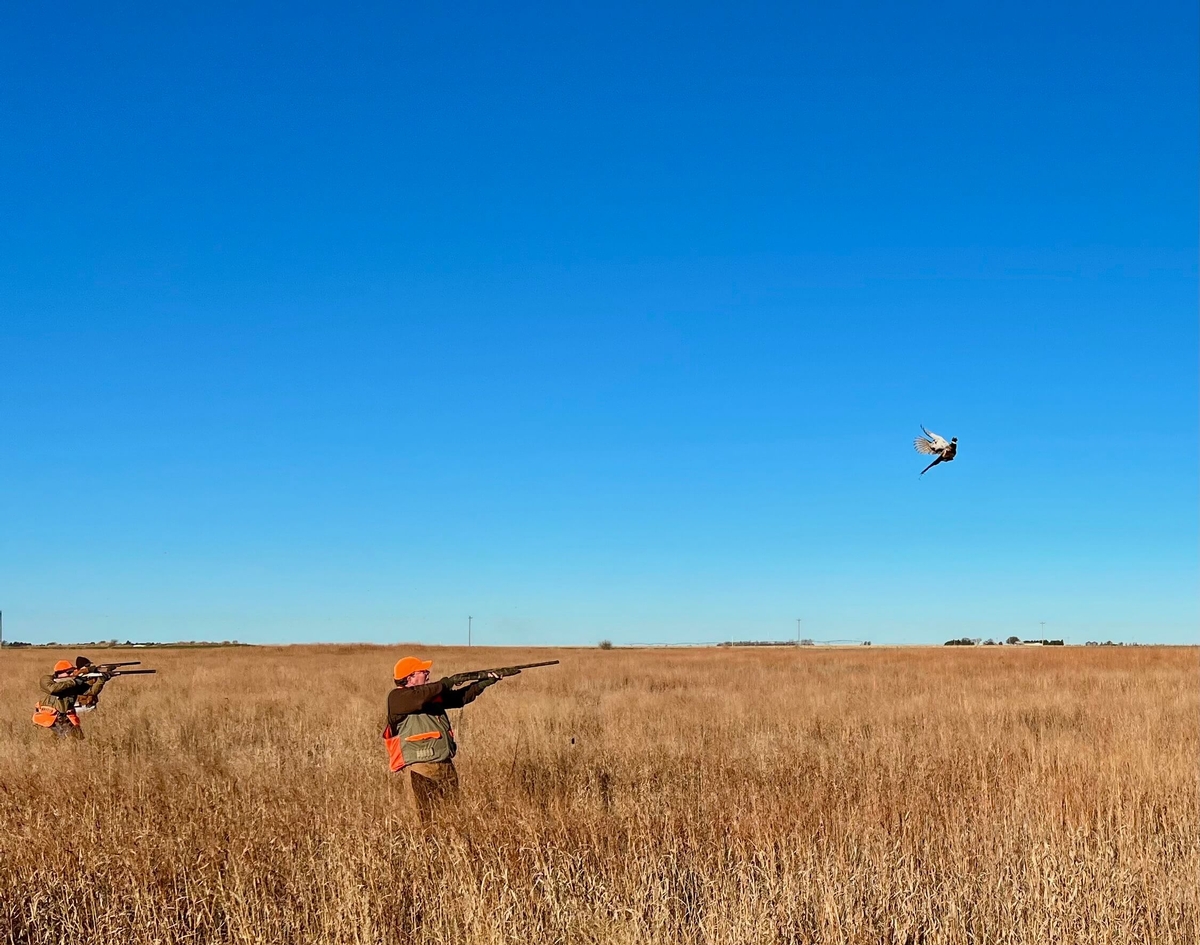 Pheasants As Far As the Eye Can See Pheasants As Far As the Eye Can See