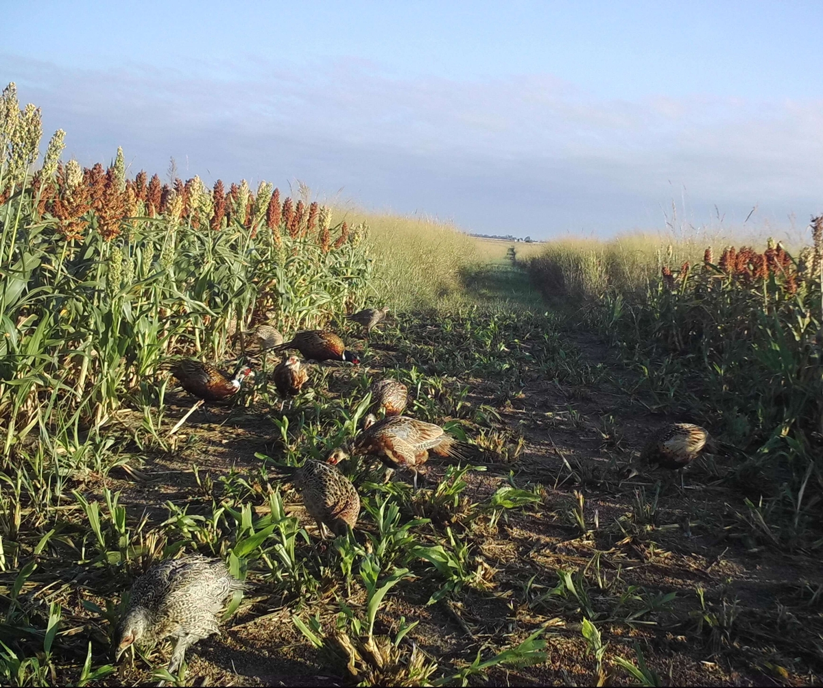 Habitat Developed for Premier Hunting Habitat Developed for Premier Hunting